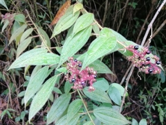 Miconia lacera
