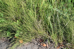 Equisetum arvense image