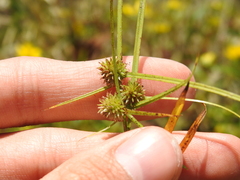 Cyperus brevifolius