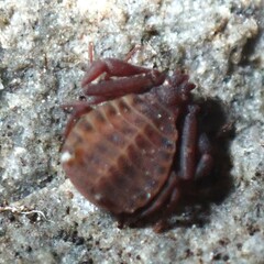 Pseudogarypus