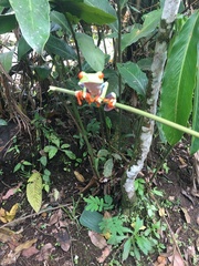 Agalychnis callidryas