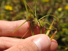 Cyperus brevifolius