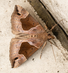 Hypena manalis