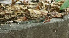 Holcosus quadrilineatus