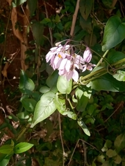 Solanum laxum