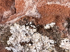 Protoparmeliopsis muralis