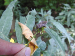 Piezogaster calcarator