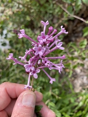 Syringa