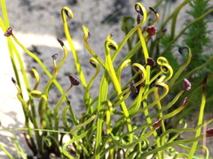 Schizaea pectinata