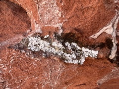 Protoparmeliopsis muralis