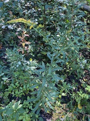 Solidago nemoralis