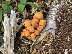 Hypholoma
