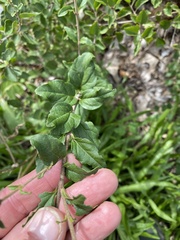 Syringa
