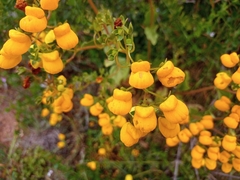 Calceolaria glandulosa