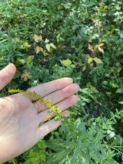 Solidago nemoralis