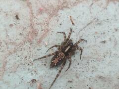 Textrix denticulata