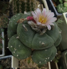 Lophophora diffusa