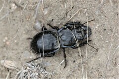 Pasimachus elongatus