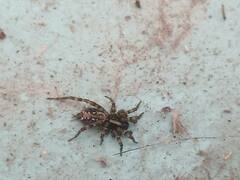 Textrix denticulata