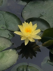 Nymphaea mexicana
