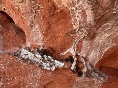 Protoparmeliopsis muralis