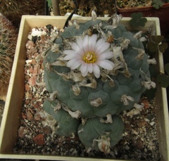 Lophophora diffusa