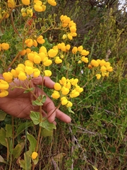 Calceolaria glandulosa