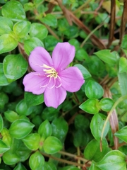 Heterotis rotundifolia