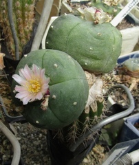 Lophophora diffusa