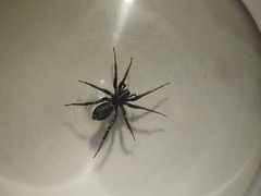Corinnidae