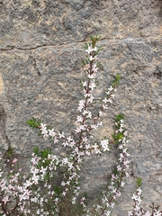 Cyanothamnus anemonifolius