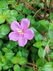 Heterotis rotundifolia
