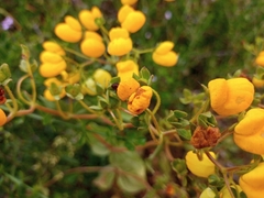 Calceolaria glandulosa
