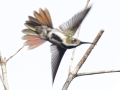 Anthracothorax prevostii