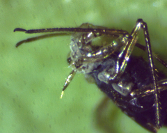 Calaphidinae