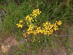 Calceolaria glandulosa
