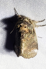 Elaphria chalcedonia