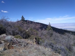 Abies concolor