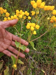 Calceolaria glandulosa