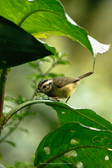 Basileuterus melanotis