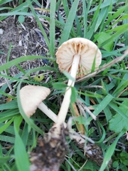 Marasmius oreades