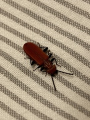 Cucujus cinnaberinus