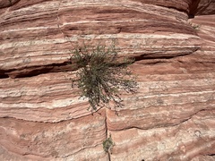 Cercocarpus intricatus