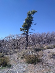 Abies concolor