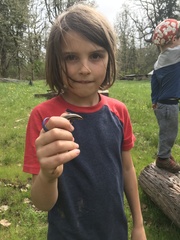 Plestiodon skiltonianus skiltonianus