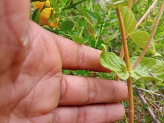 Calceolaria glandulosa