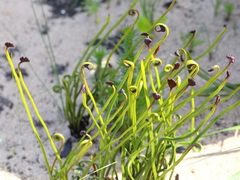 Schizaea pectinata
