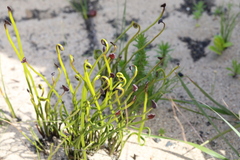 Schizaea pectinata