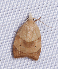 Coelostathma discopunctana