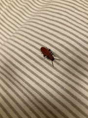 Cucujus cinnaberinus